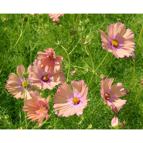 Rosenskära - Apricotta Rosenskära - Apricotta