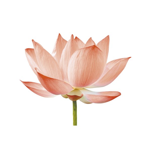 Doftolja för ljus 27 ml - nymphaea Doftolja för ljus 27 ml - nymphaea