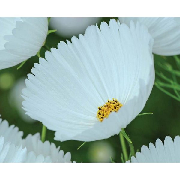 Rosensk�ra - Cupcake White