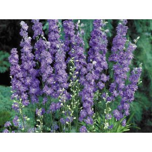 Riddarsporre - Brisbane Deep Blue