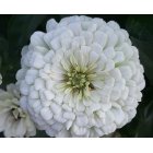 Zinnia - Benary Giant White
