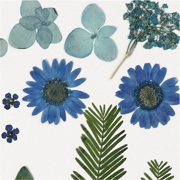 Torkade blommor och blad - blå Torkade blommor och blad - blå