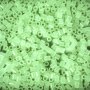 Sj�lvlysande p�rlor 1000 st