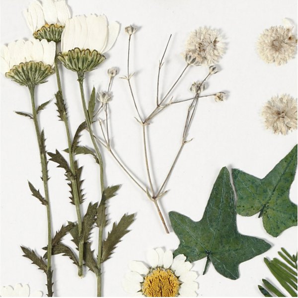 Torkade blommor och blad - råvit Torkade blommor och blad - råvit