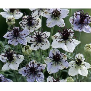 Jungfrun i det gr�na -  Eclipse (African bride)