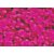 Pigment Sennelier 100 g - Fluo Pink (-D 654)