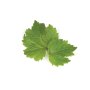 Doftolja patchouli för ljus 27 ml Doftolja patchouli för ljus 27 ml