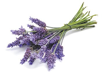 Tvålparfym lavendel 27 ml - för hudvänliga tvålar Tvålparfym lavendel 27 ml - för hudvänliga tvålar