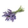 Tvålparfym lavendel 27 ml - för hudvänliga tvålar Tvålparfym lavendel 27 ml - för hudvänliga tvålar