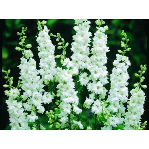 Riddarsporre - Brisbane White