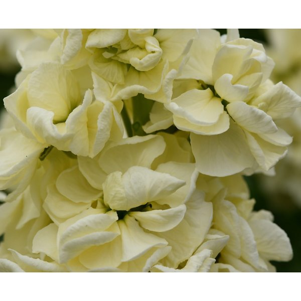 L�vkoja - Mathilda Yellow