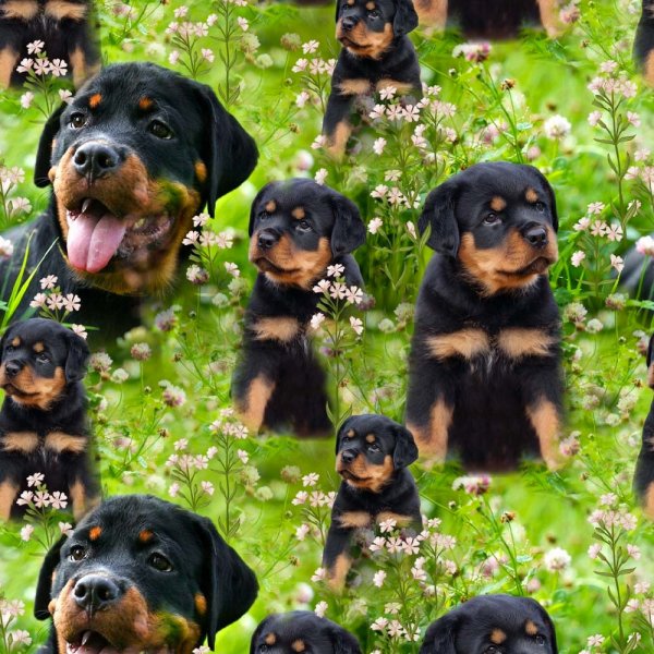 Mønstret Jersey 150 cm - Rottweiler Mønstret Jersey 150 cm - Rottweiler