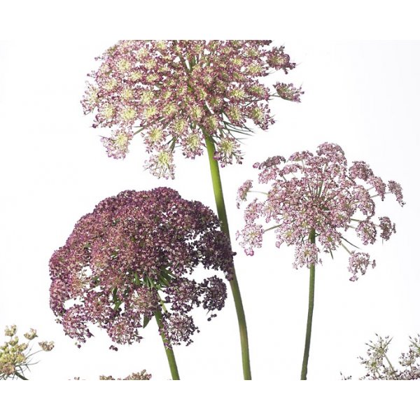 Blomstermorot - Dara