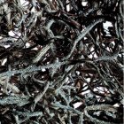 Djungelmossa - naturlig 25 g