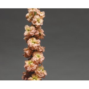 L�vkoja - Column apricot