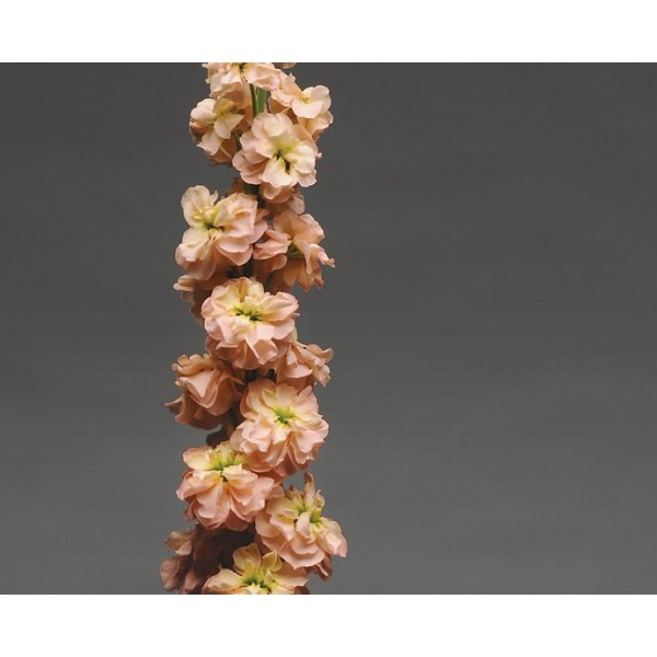 L�vkoja - Column apricot