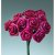 Dior rose  15 mm - burgunder