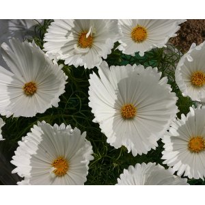 Rosensk�ra - Cupcake White