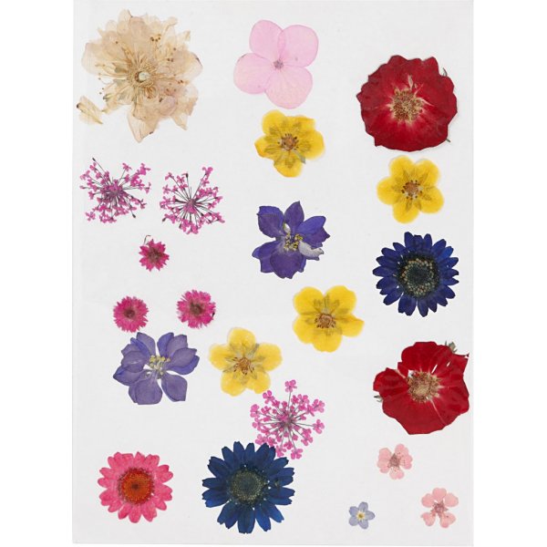 Torkade blommor och blad - mixade färger Torkade blommor och blad - mixade färger