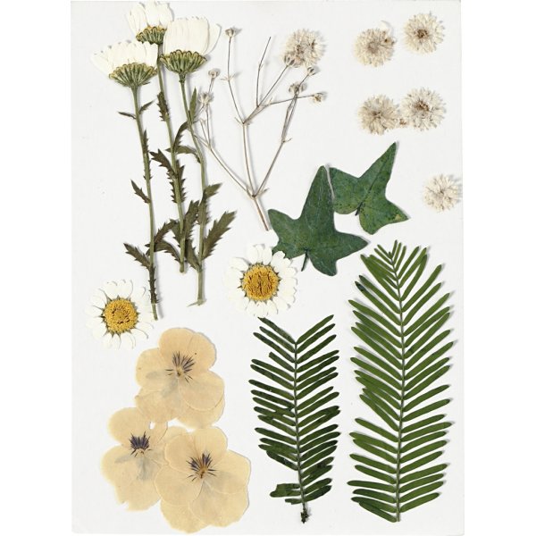 Torkade blommor och blad - råvit Torkade blommor och blad - råvit