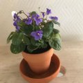 Kundbild Terrakottakrukor 6 cm - 10-pack: Väldigt bra produkt för den sorts...